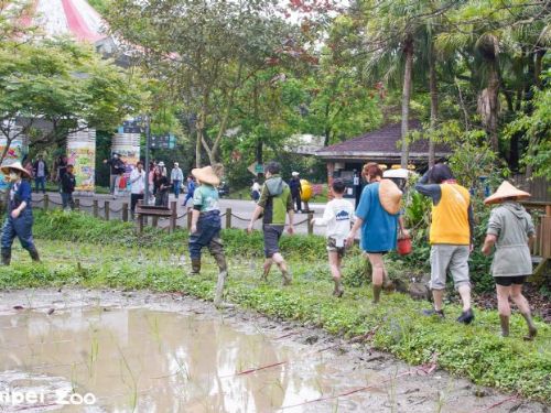 走進泥土的教室！臺北動物園春耕體驗，親手種下茭白筍與生態希望